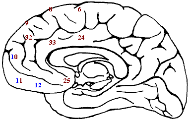 Corte sagital del cerebro